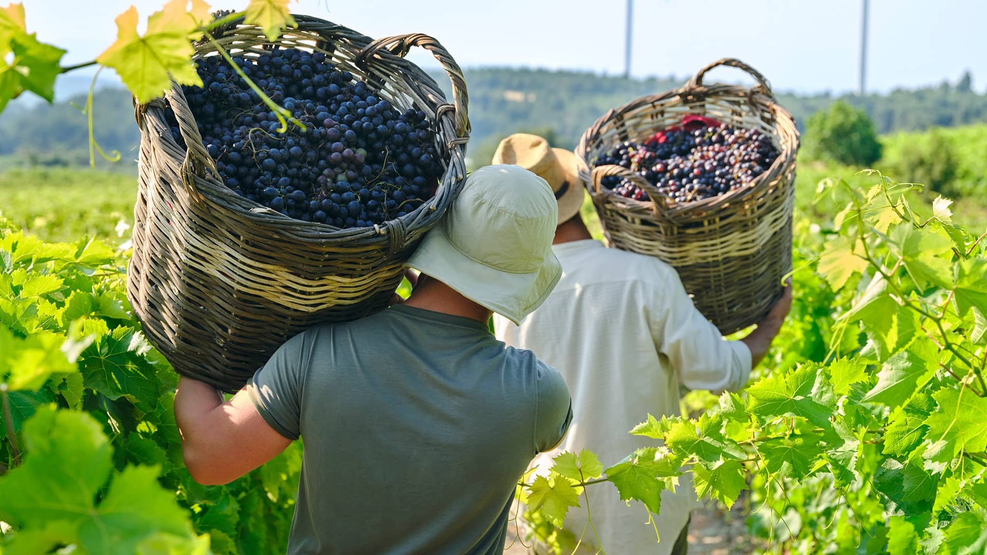 Vineyards of Anatolia