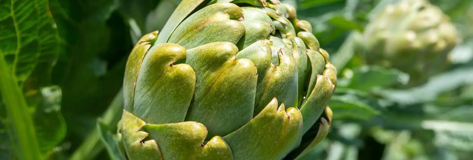 Artichokes in Turkish Food Culture