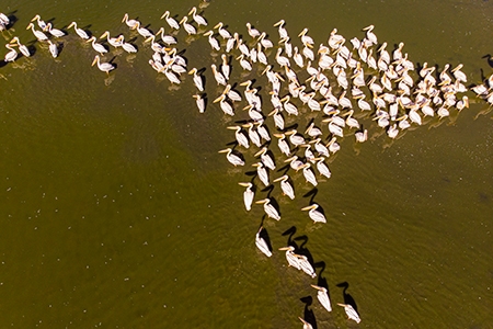 Manyas Bird Paradise: Discover the Unique Birdwatching Haven in Türkiye