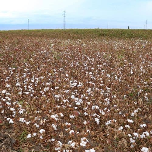 Cotton Fields