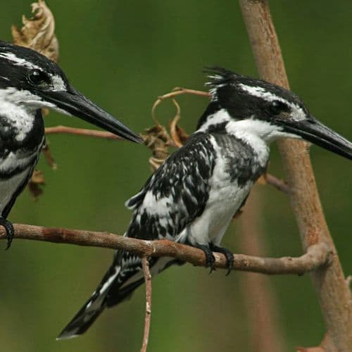 Kırmıtlı Bird Sanctuary