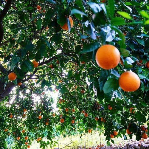 Orange Grove