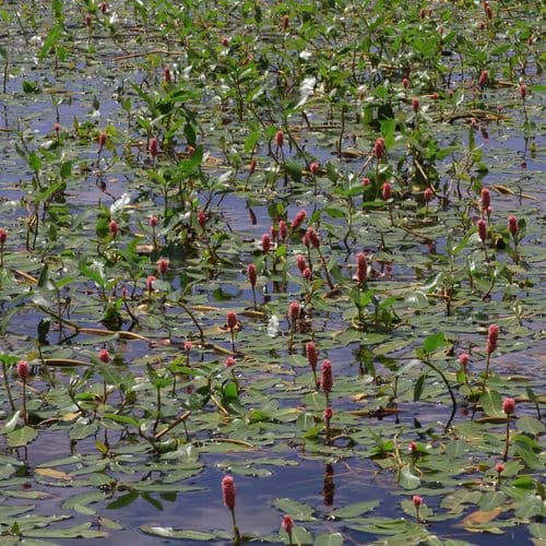 Doğubayazıt Reeds und Sarısu Plain
