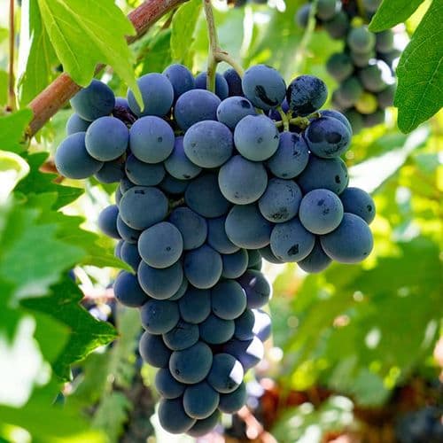 Arapgir Köhnü Grape