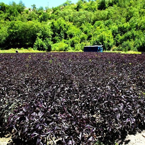 Arapgir Purple Basil