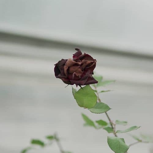 Black Rose Halfeti Şanlıurfa