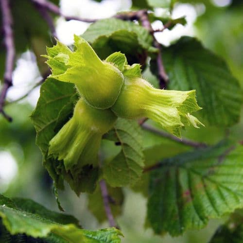 Giresun Hazelnut