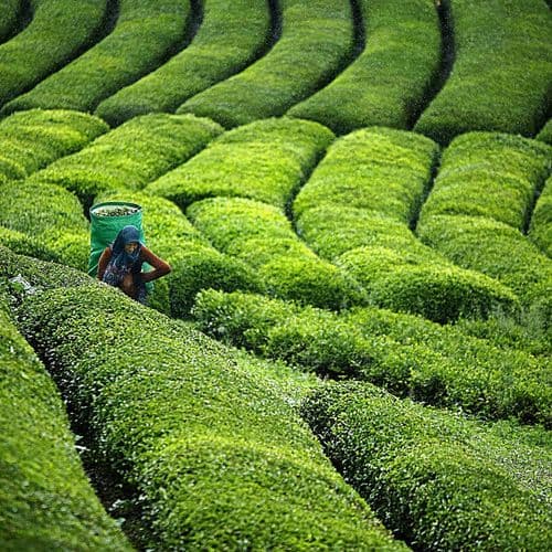 Tea Garden Rize