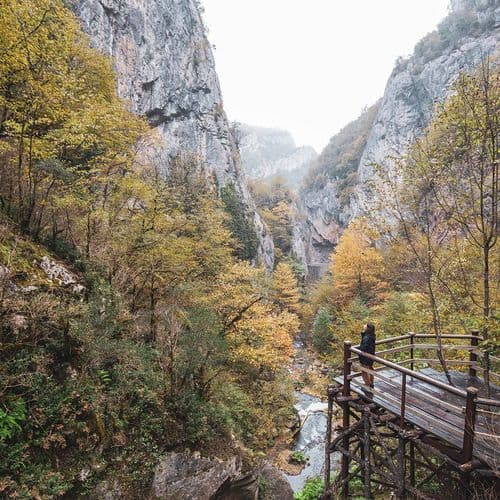 Yenice Forest Karabük