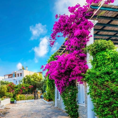 Bougainvillea