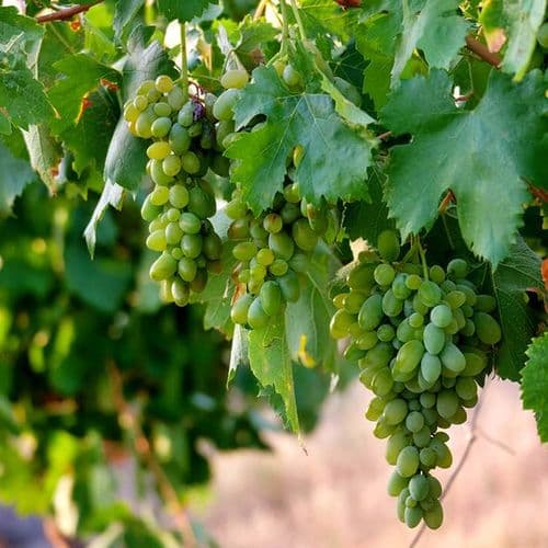Cappadocia Grapes