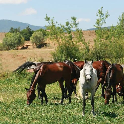 گرزه, سینوپ 