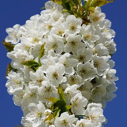 Dalbastı Cherry Flower