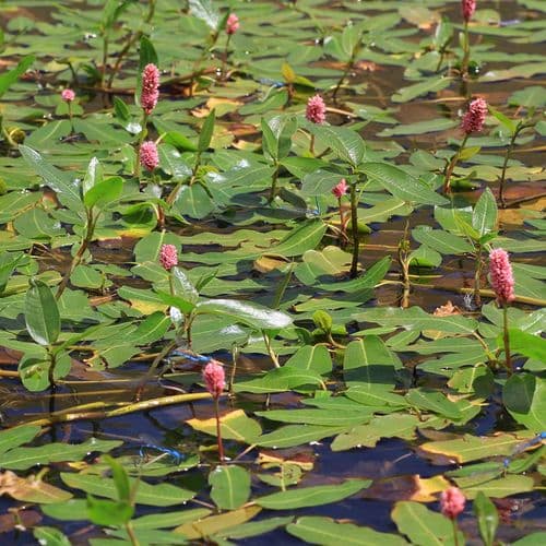 Doğubayazıt Reeds und Sarısu Plain