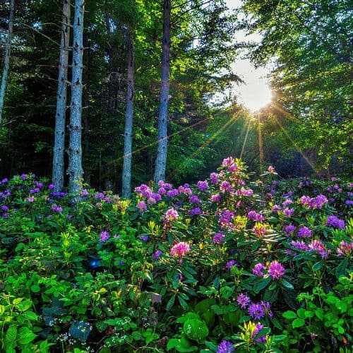Düzce's Endemic Weeds
