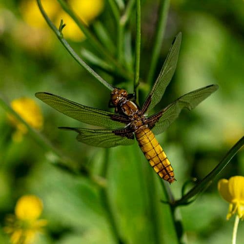 Düzce's Endemic Weeds