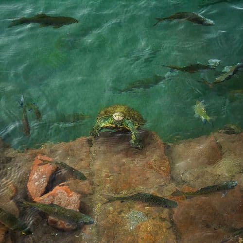 Erzen Balıklı Göl