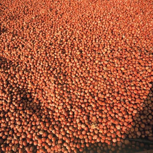 Hazelnuts