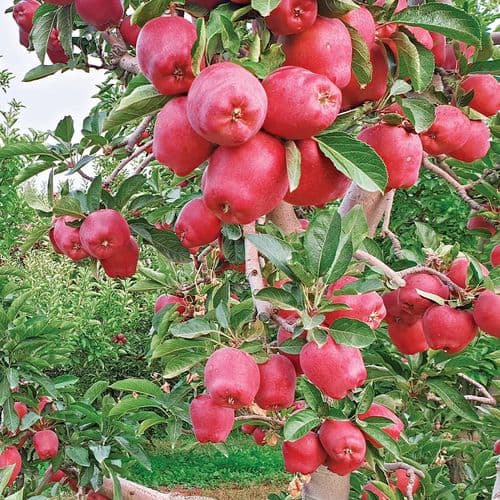 Яблоневые сады Гелендоста