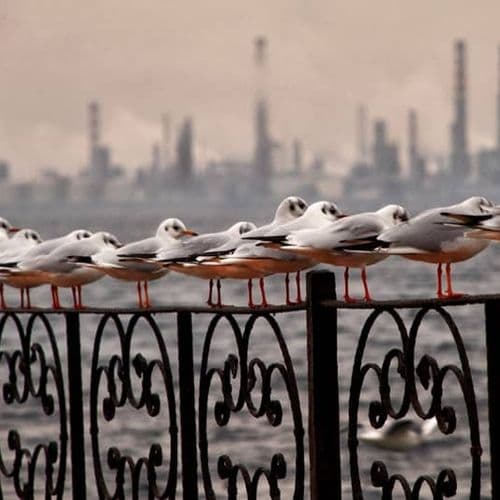 İzmit Seagulls