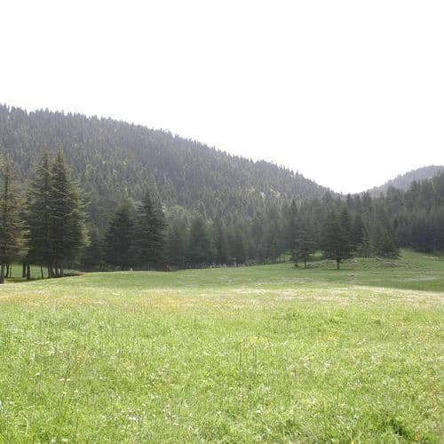 هضبة باشكونوش