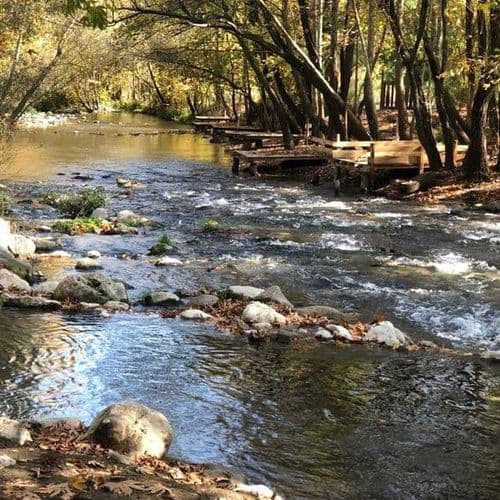 ممشي فيرنيز شايى