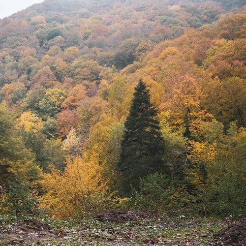 Леса Енидже