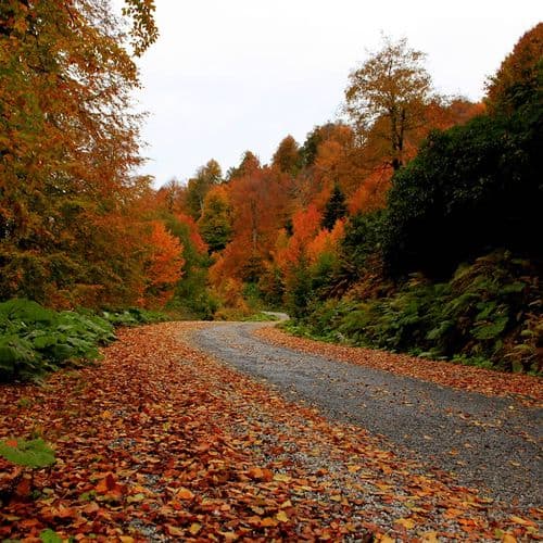 Kartepe Forest