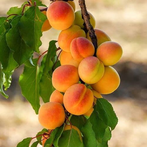 Apricot 