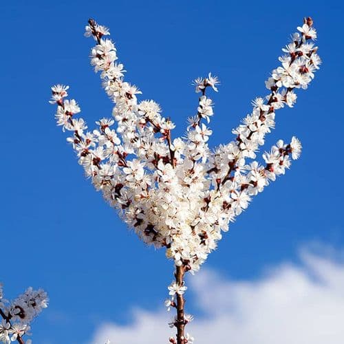Apricot Flower