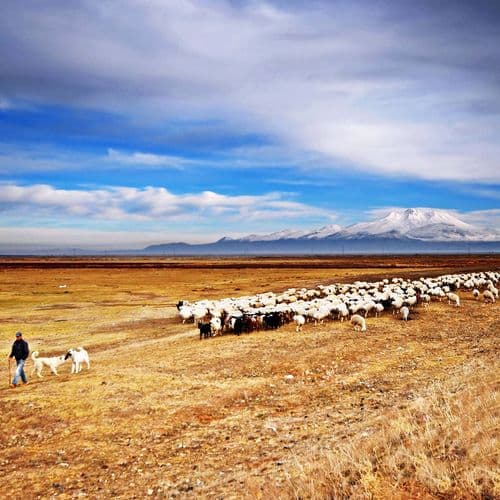 نیزار سلطان