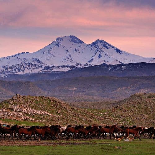 اسب های وحشی یلکی