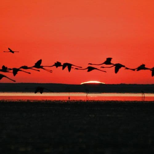 Пташиний заповідник на озері Сейф