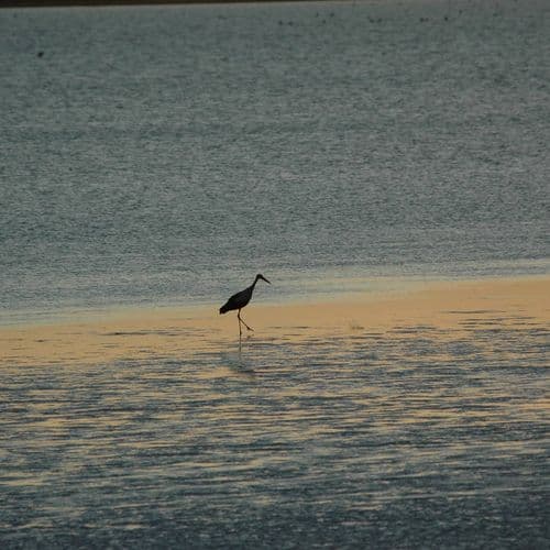 Пташиний заповідник на озері Сейф