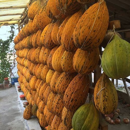 Kırkağaç Melon