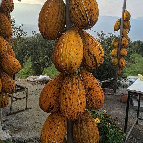 Kırkağaç Melon
