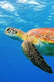 Ovacık - Yaylakuzdere - Gedelme