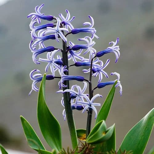 Mountain Hyacinth