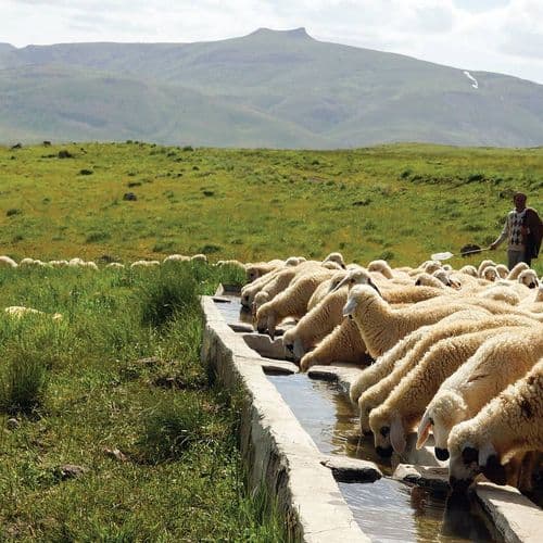Sarıçiçek Plateau