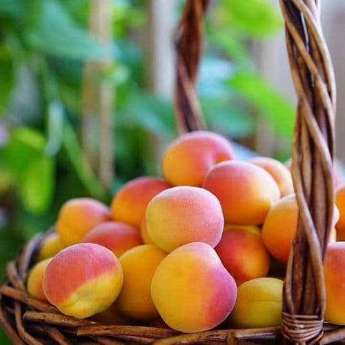 Malatya Apricot