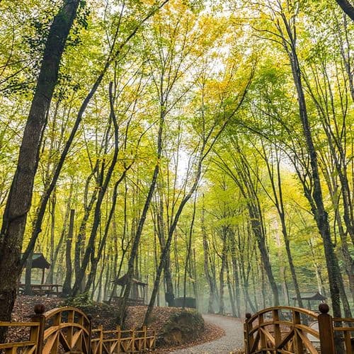 Belgrad Forest in İstanbul