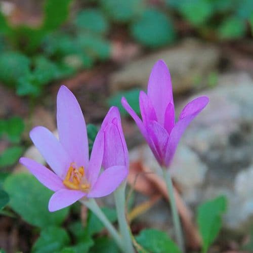 Crocus Pallasii
