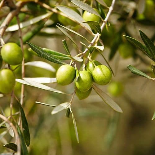 Olive Tree