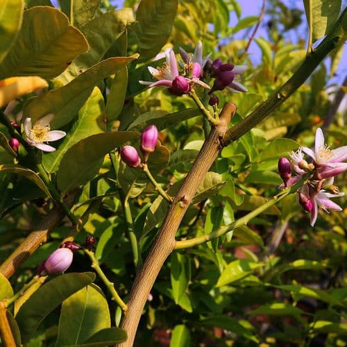 Mersin Citrus Festival and Citrus Groves