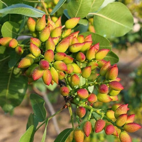 Pistachio Tree