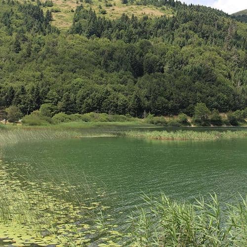 شاوشات، آرتوین