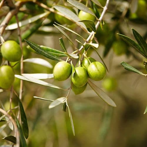 Olive Tree