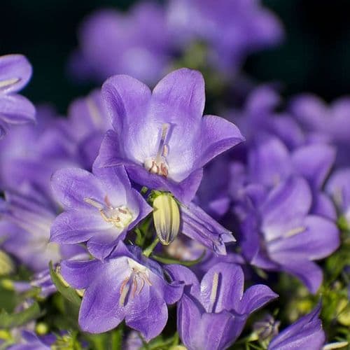 Wild Bright Campanula