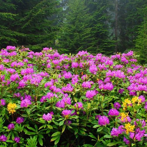 Rhododendron Commun