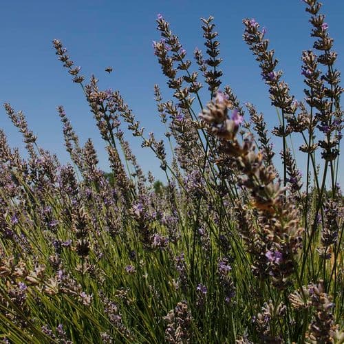 Gözler Lavender Gardens